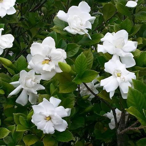 Gardenia Shrub 2 Gallon Plant N100080