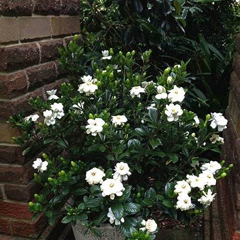 Gardenia Shrub 2 Gallon Plant N100080