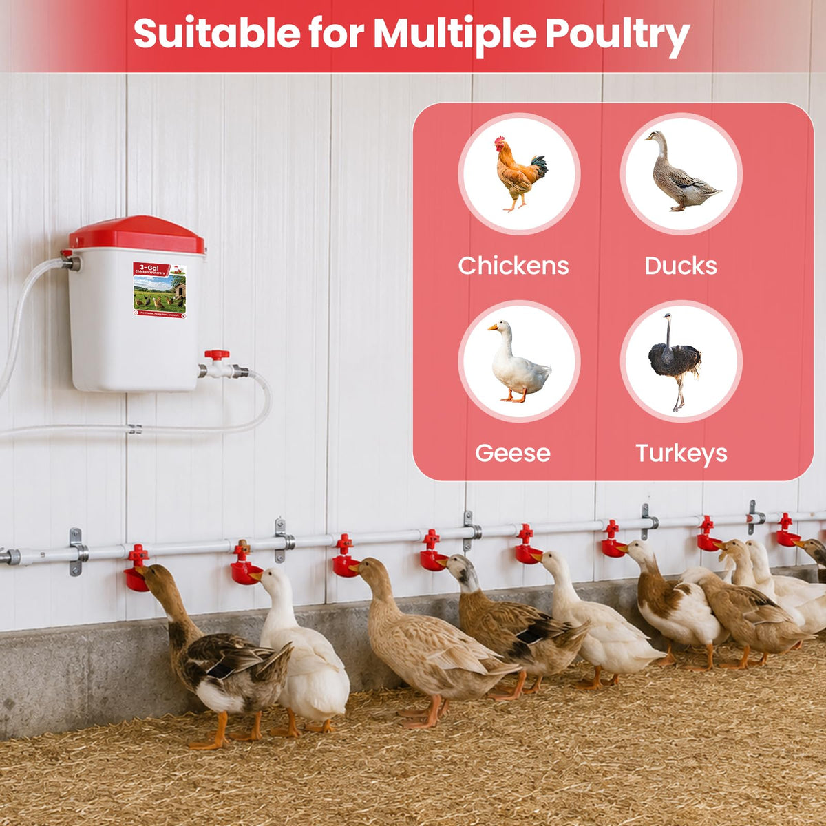 Automatic Chicken Waterer System with 8 Drinking Cups C5022