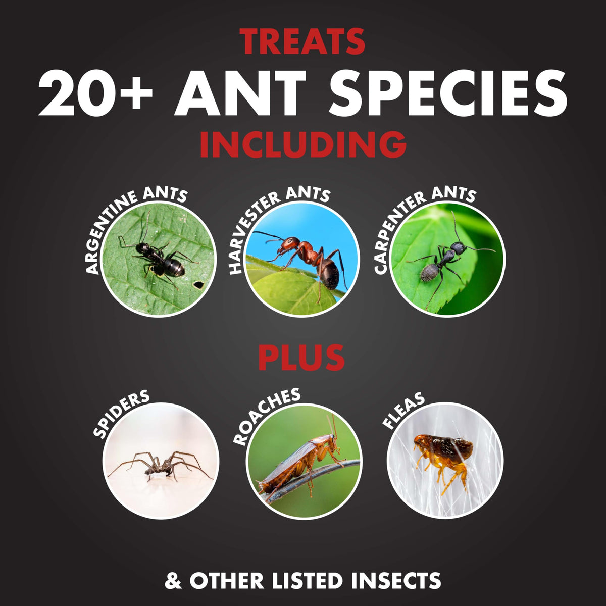 Ant Killer Ready-to-Use 1 Gal I171
